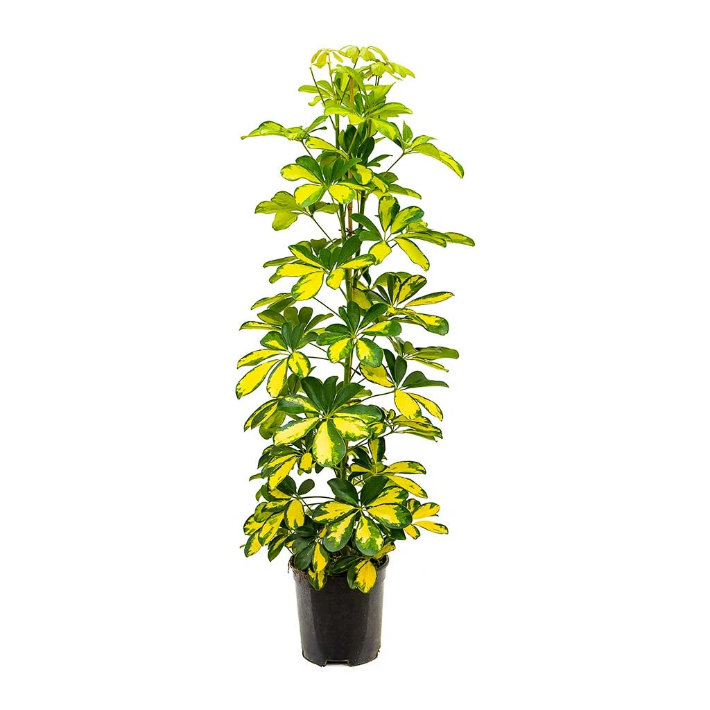Schefflera Gold Capella - Dwarf Umbrella Tree 7 Schefflera Gold Capella - Dwarf Umbrella Tree - Image 5