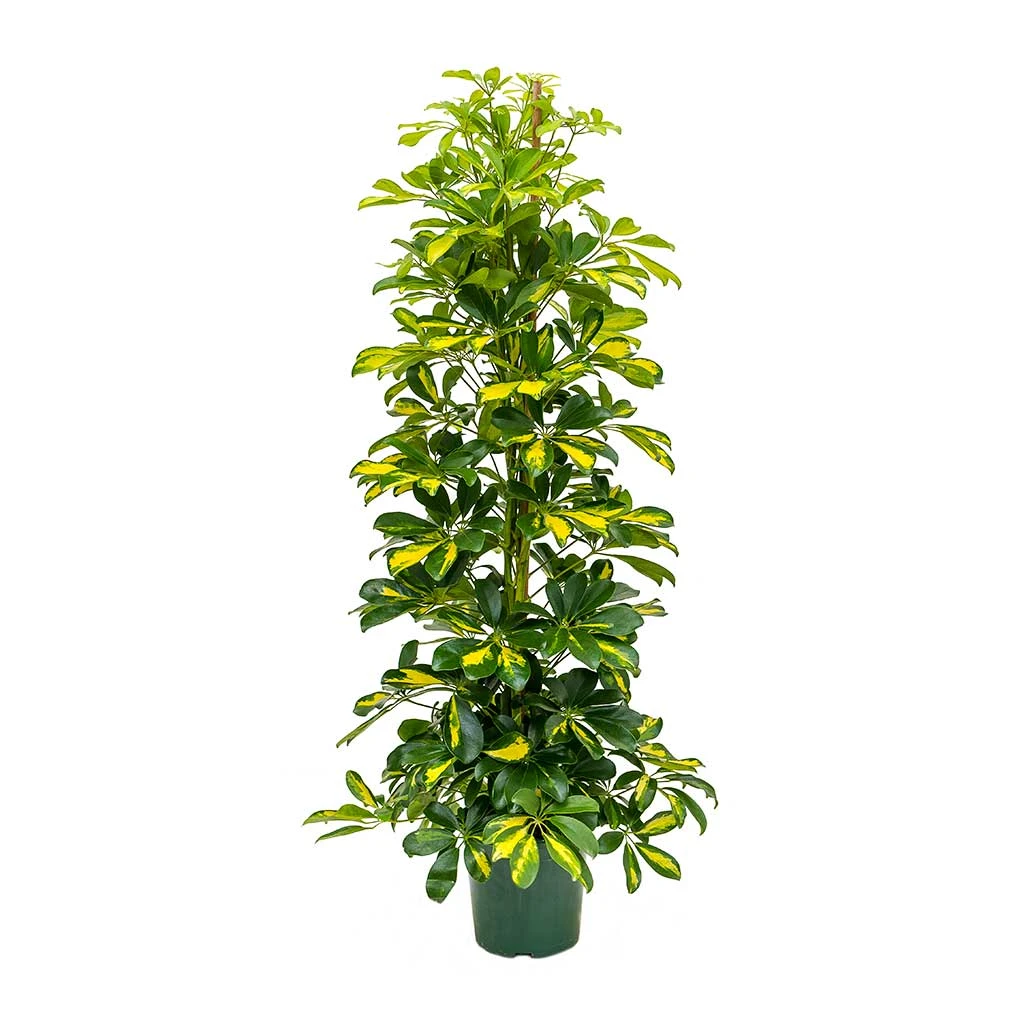 Schefflera Gold Capella - Dwarf Umbrella Tree 5 Schefflera Gold Capella - Dwarf Umbrella Tree - Image 3
