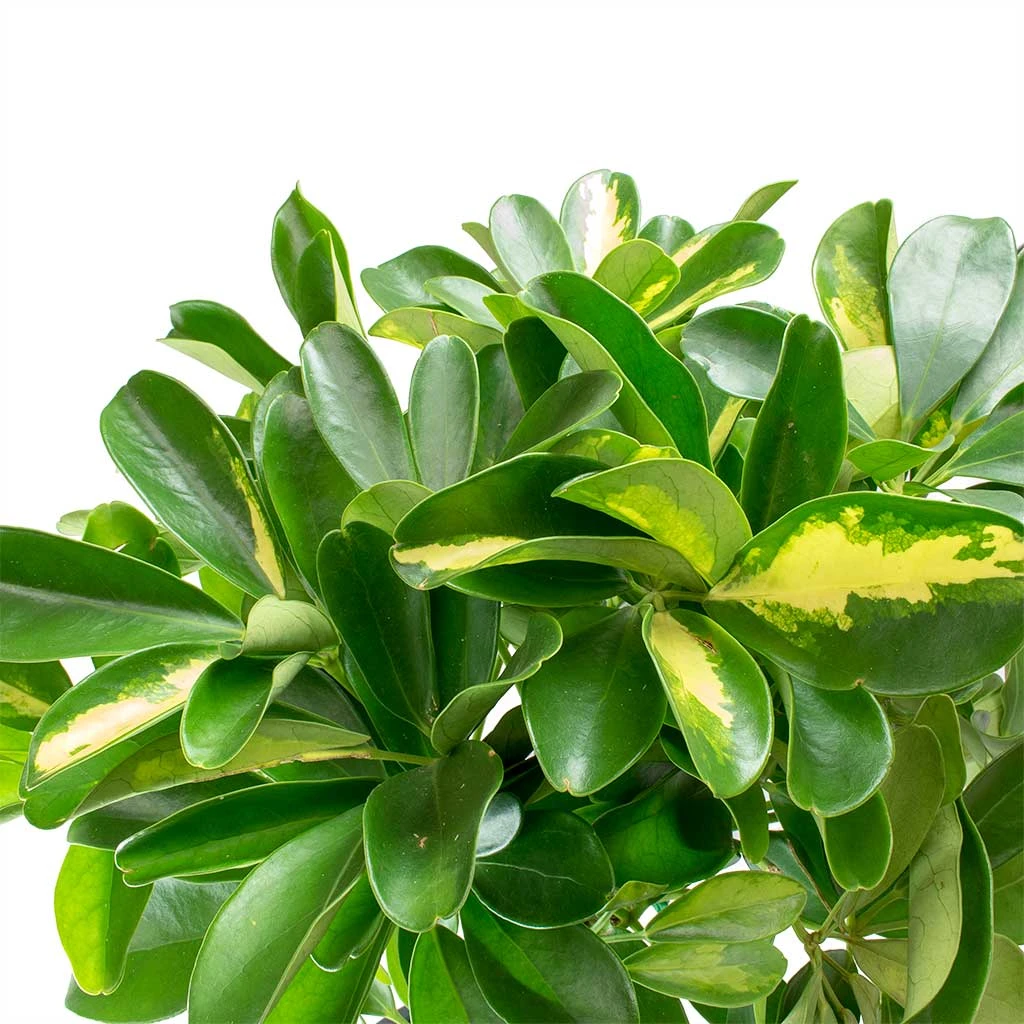 Schefflera Gold Capella - Dwarf Umbrella Tree 4 Schefflera Gold Capella - Dwarf Umbrella Tree - Image 2