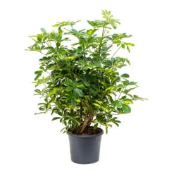 Schefflera Gold Capella - Dwarf Umbrella Tree 15 Schefflera Gold Capella - Dwarf Umbrella Tree -Greencore Store Schefflera Gold Capella Dwarf Umbrella Tree Bushy