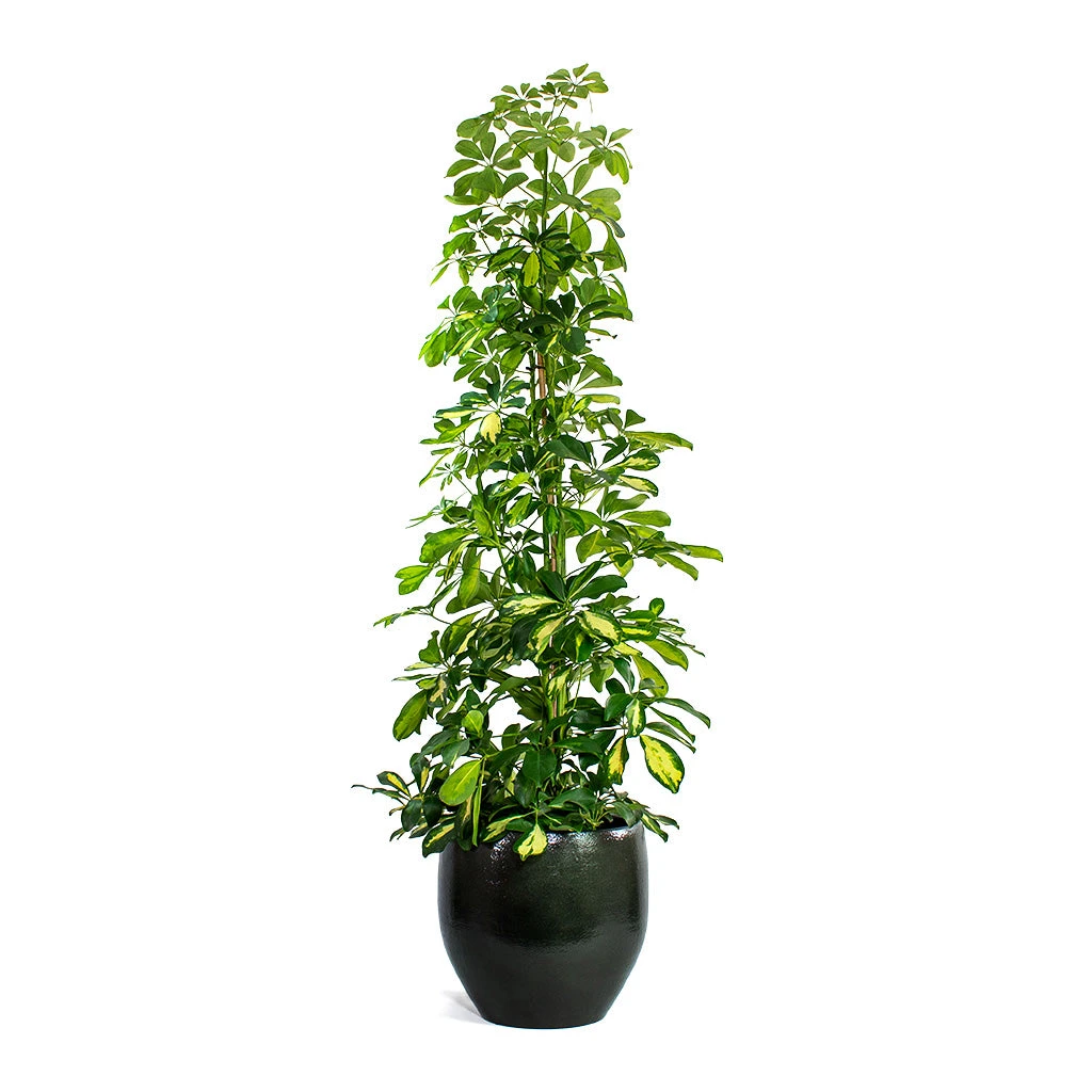 Schefflera Gold Capella - Dwarf Umbrella Tree 3 Schefflera Gold Capella - Dwarf Umbrella Tree
