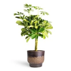 Aico Plant Pot - Shiny Brown 21 Aico Plant Pot - Shiny Brown -Greencore Store Schefflera Gold Capella Stemmed Dwarf Umbrella Tree 14x50cm Aico Plant Pot Shiny Brown 17x13cm 4b38c30d c210 4056 98d6 17ea97e2c850
