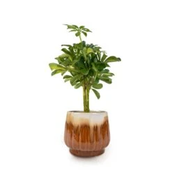 Schefflera Gold Capella - Stemmed Dwarf Umbrella Tree 25 Schefflera Gold Capella - Stemmed Dwarf Umbrella Tree -Greencore Store Schefflera Gold Capella Stemmed Dwarf Umbrella Tree 14x50cm Alice Plant Pot Caramel 18x16cm