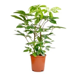 Schefflera Actinophylla - Australian Umbrella Tree -Greencore Store Schefflera actinophylla Australian Umbrella Tree 24x100cm