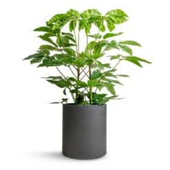 Schefflera Actinophylla - Australian Umbrella Tree -Greencore Store Schefflera actinophylla Australian Umbrella Tree 24x100cm Max Refined Planter Volcano Black 29x29.5cm