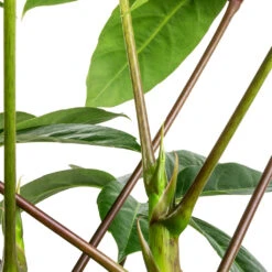 Schefflera Actinophylla - Australian Umbrella Tree -Greencore Store Schefflera actinophylla Australian Umbrella Tree SWATCH