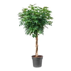 Schefflera Arboricola Compacta - Dwarf Umbrella Tree - Twisted Stem 17 Schefflera Arboricola Compacta - Dwarf Umbrella Tree - Twisted Stem -Greencore Store Schefflera arboricola Compacta Dwarf Umbrella Tree Twisted Stem 34x160cm