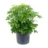 Schefflera Arboricola - Dwarf Umbrella Tree -Greencore Store Schefflera arboricola Dwarf Umbrella Tree 29x60cm