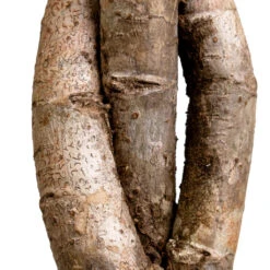 Schefflera Arboricola Gold Capella - Dwarf Umbrella Tree - Twisted Stem -Greencore Store Schefflera arboricola Gold Capella Dwarf Umbrella Tree Twisted Stem DETAIL