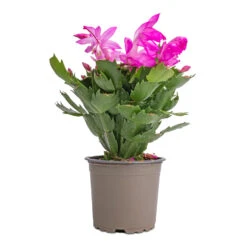 Schlumbergera - Christmas Cactus - Pink/Purple 16 Schlumbergera - Christmas Cactus - Pink/Purple -Greencore Store Schlumbergera Christmas Cactus Pink Purple 12x25cm 2