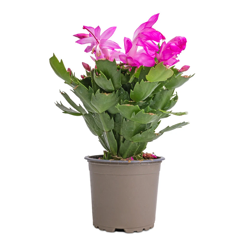Schlumbergera - Christmas Cactus - Pink/Purple 7 Schlumbergera - Christmas Cactus - Pink/Purple - Image 5