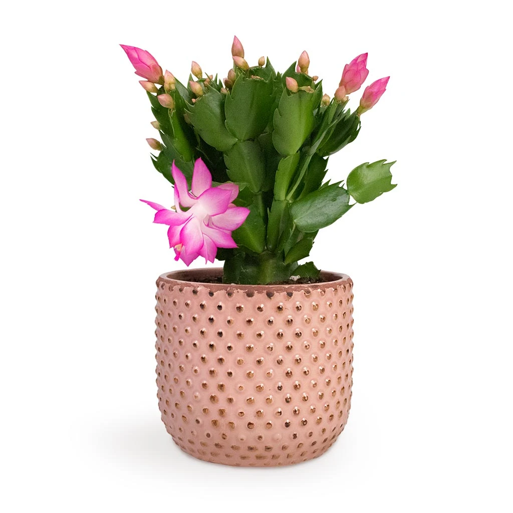 Schlumbergera - Christmas Cactus - Pink/Purple 10 Schlumbergera - Christmas Cactus - Pink/Purple - Image 8