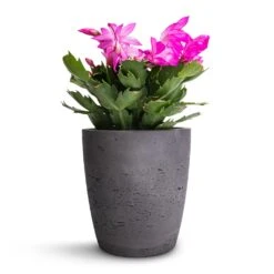 Schlumbergera - Christmas Cactus - Pink/Purple 17 Schlumbergera - Christmas Cactus - Pink/Purple -Greencore Store Schlumbergera Christmas Cactus Pink Purple 12x25cm Gerben Plant Pot Black Washed 15x16cm