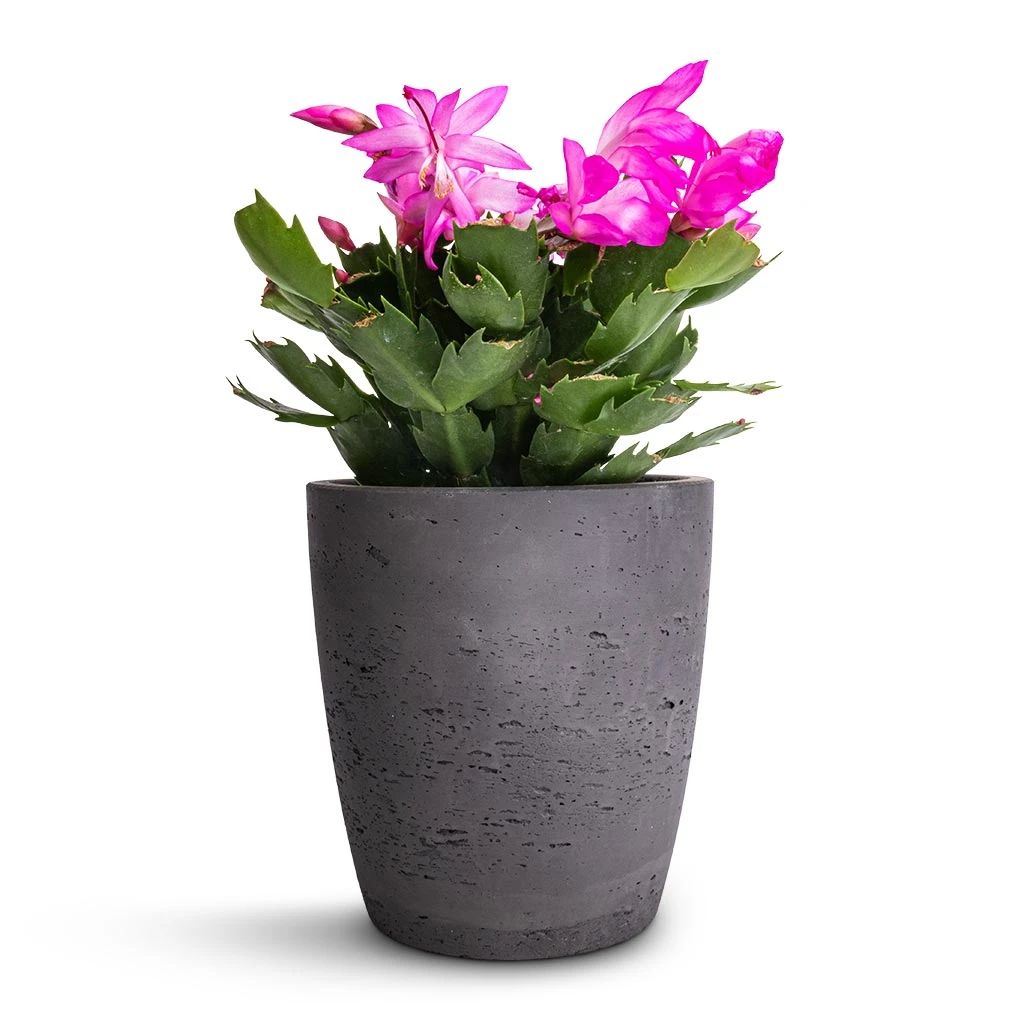 Schlumbergera - Christmas Cactus - Pink/Purple 8 Schlumbergera - Christmas Cactus - Pink/Purple - Image 6