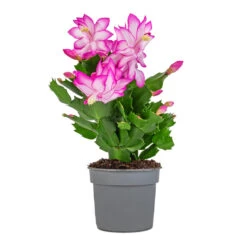 Schlumbergera - Christmas Cactus - Pink/Purple 14 Schlumbergera - Christmas Cactus - Pink/Purple -Greencore Store Schlumbergera Christmas Cactus Pink Purple 9x23cm