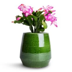 Schlumbergera - Christmas Cactus - Pink/Purple 18 Schlumbergera - Christmas Cactus - Pink/Purple -Greencore Store Schlumbergera Christmas Cactus Pink Purple 9x23cm Remi Plant Pot Green 15x15cm