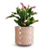 Schlumbergera - Christmas Cactus - Pink/Purple -Greencore Store Schlumbergera Christmas Cactus Pink Purple 9x23cm Stian Plant Pot Soft Nougat 13x12cm