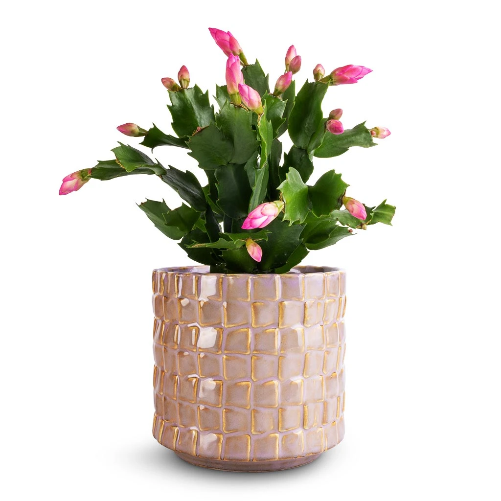 Schlumbergera - Christmas Cactus - Pink/Purple 3 Schlumbergera - Christmas Cactus - Pink/Purple