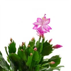 Schlumbergera - Christmas Cactus - Pink/Purple 15 Schlumbergera - Christmas Cactus - Pink/Purple -Greencore Store Schlumbergera Christmas Cactus Pink Purple Leaves