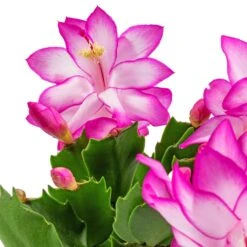 Schlumbergera - Christmas Cactus - Pink/Purple 13 Schlumbergera - Christmas Cactus - Pink/Purple -Greencore Store Schlumbergera Christmas Cactus Pink Purple SWATCH