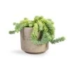 Sedum Burrito - Donkey Tail -Greencore Store Sedum Burrito Donkey Tail 14x20cm Novi Plant Pot Grey Washed 18x15.5cm 13017a12 041d 43f4 b07d 8cc7fb9038ff