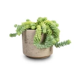 Novi Plant Pot - Grey Washed -Greencore Store Sedum Burrito Donkey Tail 14x20cm Novi Plant Pot Grey Washed 18x15.5cm 284127c5 b4c9 43c8 802b 648e178f4dc7