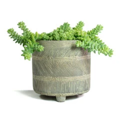 Sedum Burrito - Donkey Tail -Greencore Store Sedum Burrito Donkey Tail Nola Plant Pot Shiny Earth