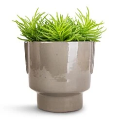 Aries Handles Plant Pot - Charcoal 19 Aries Handles Plant Pot - Charcoal -Greencore Store Senecio Himalaya Himalaya Groundsel 12x20cm Aries Handles Plant Pot Charcoal 14x15cm 2c847260 5d92 4c7a 9039 eb3add7f8f13
