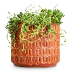 Senecio Herreianus - String Of Beads -Greencore Store Senecio herreianus String of Beads 12x20cm Flor Plant Pot Orange 14x12cm a658214b b85f 40ef 90ab 87b9c93d85d7