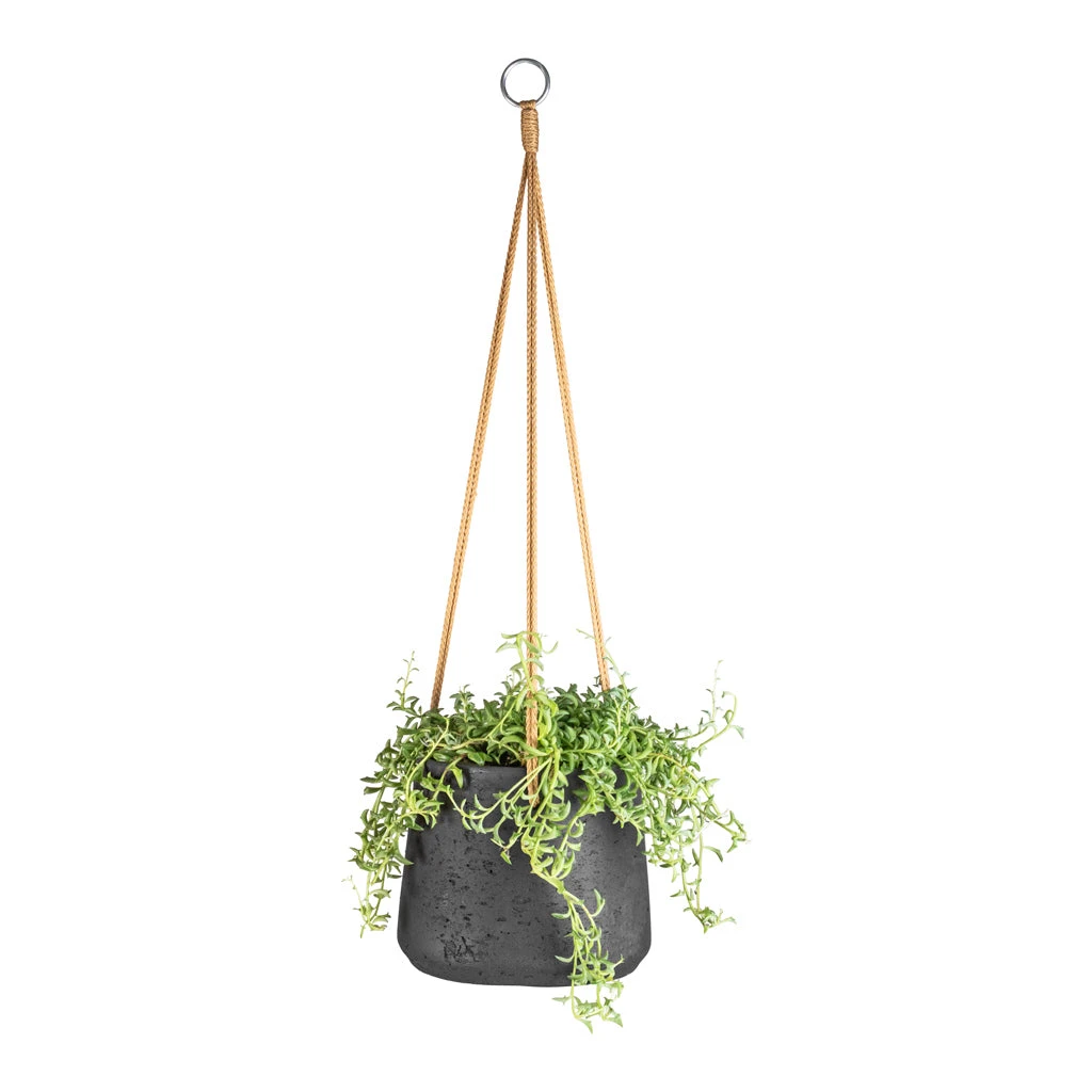 Patt Hanging Plant Pot - Black Washed 16 Patt Hanging Plant Pot - Black Washed - Image 14