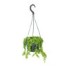 Senecio Rowleyanus - String Of Pearls -Greencore Store Senecio rowleyanus String of Beads