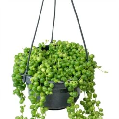 Senecio Rowleyanus - String Of Pearls -Greencore Store Senecio rowleyanus String of Beads Stems