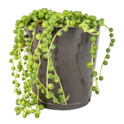 Senecio Rowleyanus - String Of Pearls -Greencore Store Senecio rowleyanus String of Pearls 12x20cm