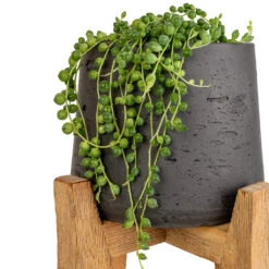 Senecio Rowleyanus - String Of Pearls -Greencore Store Senecio rowleyanus String of Pearls 12x20cm Patt Plant Pot Tall Stand Black Washed SWATCH