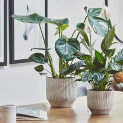 Solento Plant Pot - White Speckle -Greencore Store Solento Plant Pot White Speckle 16 x 14cm