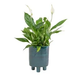 Pisa Plant Pot - Emerald -Greencore Store Spathiphyllum Bellini Peace Lily 13x40cm Pisa Plant Pot Emerald 20x24cm