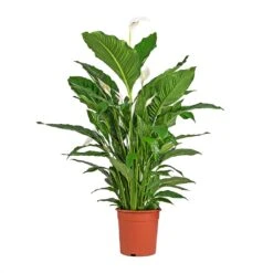 Spathiphyllum Sebastiano - Peace Lily -Greencore Store Spathiphyllum Sebastiano Peace Lily
