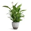 Spathiphyllum Sebastiano - Peace Lily -Greencore Store Spathiphyllum Sebastiano Peace Lily Jesslyn Plant Pot Ridged White Stripe 33x29cm