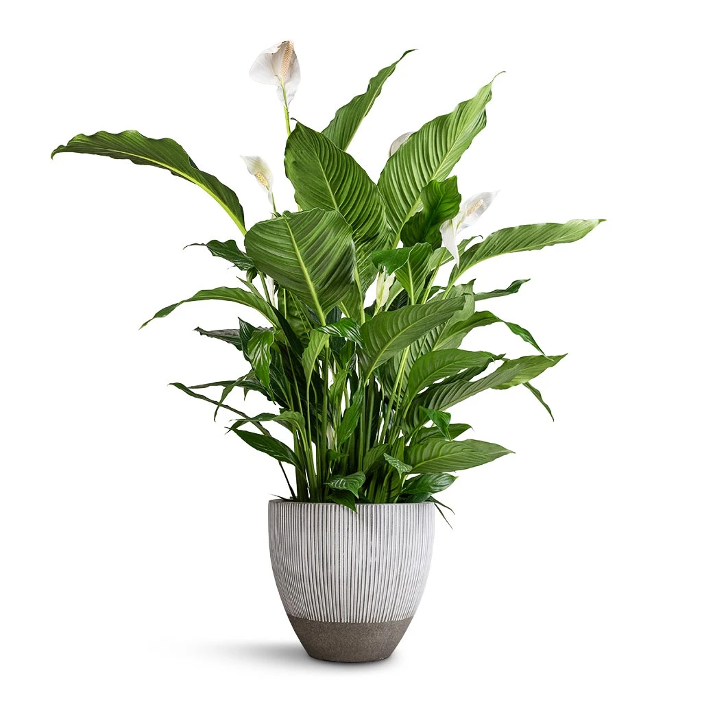 Jesslyn Plant Pot - Ridged White Stripe 5 Jesslyn Plant Pot - Ridged White Stripe - Image 3
