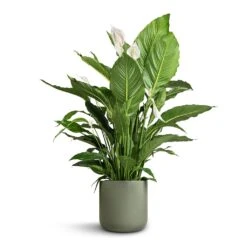 Spathiphyllum Sebastiano - Peace Lily -Greencore Store Spathiphyllum Sebastiano Peace Lily Lisbon Plant Pot Sage 26x26cm