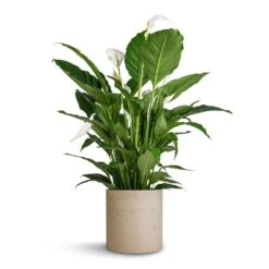 Max Plant Pot - Grey Washed -Greencore Store Spathiphyllum Sebastiano Peace Lily Max Plant Pot Grey Washed 30x30cm 35d78735 c772 4f21 906c 44c88db9a9ff