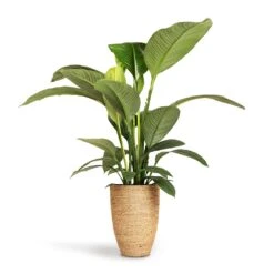 Ben Plant Pot - Straw Grass -Greencore Store Spathiphyllum Sensation Peace Lily 24x110cm Ben Plant Pot Straw Grass 30x41cm 5f0fdcae 3f42 4b6b 956e fd7ac8aac95b