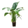 Spathiphyllum Sensation - Peace Lily - HydroCare -Greencore Store Spathiphyllum Sensation Peace Lily HydroCare 18 19x70cm