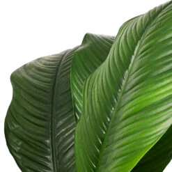 Spathiphyllum Sensation - Peace Lily - HydroCare -Greencore Store Spathiphyllum Sensation Peace Lily SWATCH ef374356 8e41 4d2a 976a 4be4ba6cd963