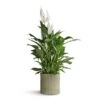 Spathiphyllum Vivaldi - Peace Lily -Greencore Store Spathiphyllum Vivaldi Peace Lily 17x70cm Azalea Ribbed Plant Pot Speckled Green Stone 20x20cm ec9c6036 a94d 431c b00f fe3bff47f9d1