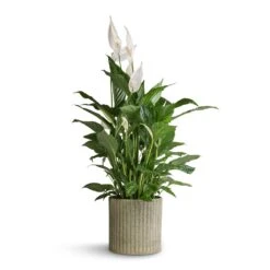 Spathiphyllum Vivaldi - Peace Lily