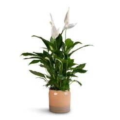 Spathiphyllum Vivaldi - Peace Lily -Greencore Store Spathiphyllum Vivaldi Peace Lily 17x70cm Puro Ripple Plant Pot Peach 21x19cm b1457af6 8a9d 47c9 88e5 050e33f6778c