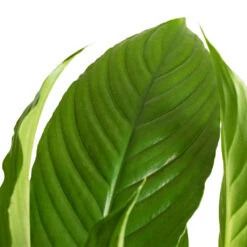Spathiphyllum Vivaldi - Peace Lily -Greencore Store Spathiphyllum Vivaldi Peace Lily 2