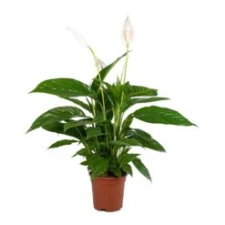 Spathiphyllum Vivaldi - Peace Lily -Greencore Store Spathiphyllum Vivaldi Peace Lily