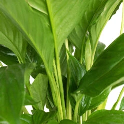 Spathiphyllum Vivaldi - Peace Lily -Greencore Store Spathiphyllum Vivaldi Peace Lily 3